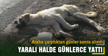 OTOMOBİLİN ÇAPTIĞI YARALI KÖPEĞE GÜNLERCE YARDIM GİTMEDİ