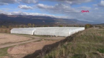 TOKAT’TAN YURT DIŞINA KESME ÇİÇEK İHRACATI