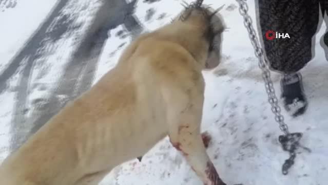 Av tüfeği ile vurulan kangal köpeği tedaviye alındı