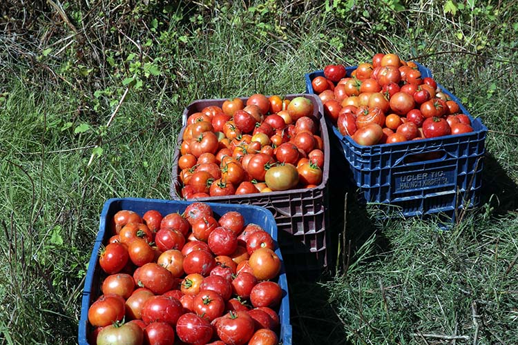 Tokatlı çiftçi ata tohumuyla domates verimini artırdı