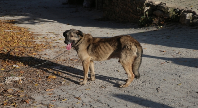 Tokat’ta hasta sahipsiz köpek vatandaşların şikayetiyle barınağa götürüldü