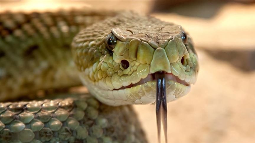 Tokat’ta evin bahçesinde yakalanan yılan doğaya salındı