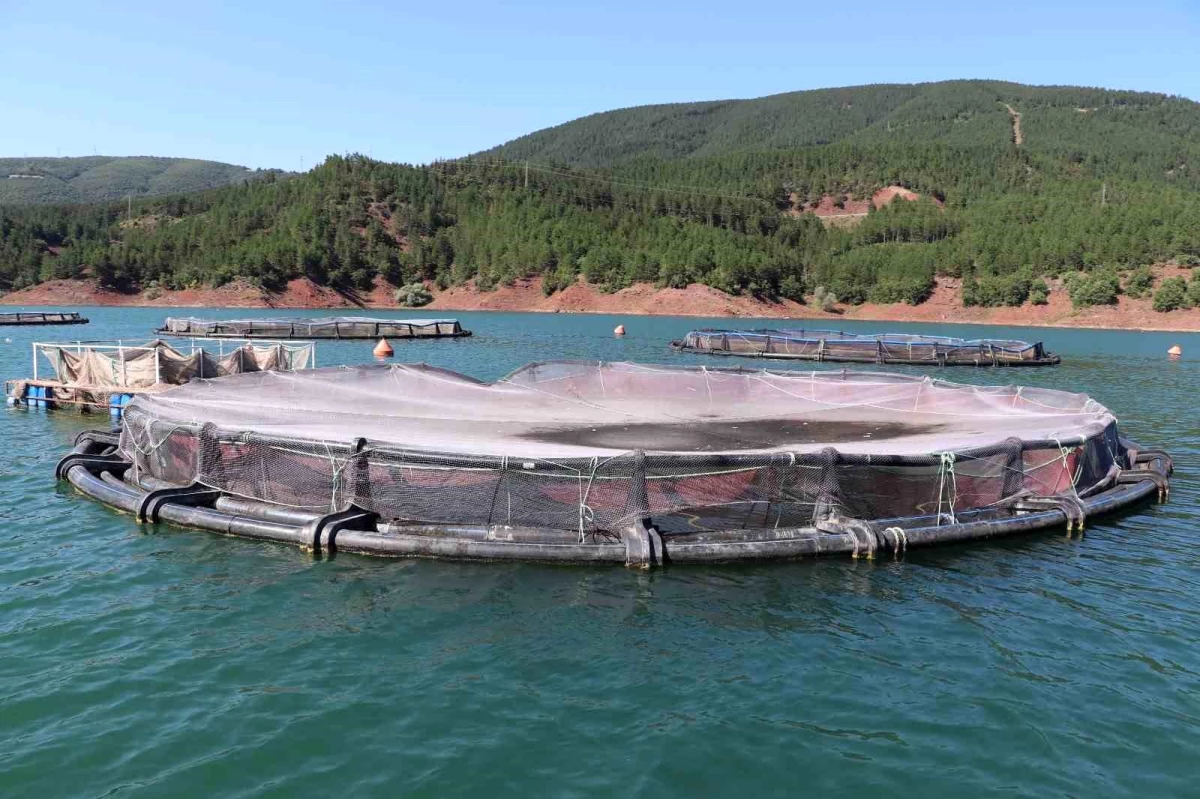 Tokat Almus Barajı’ndan İhracat: Somon Balıkları Rusya ve Japonya’ya Gönderiliyor