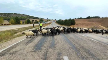 Tokat’ta Yayladan Dönen Hayvanlara Jandarma ve Polis Ekipleri Güvenli Geçiş Sağladı