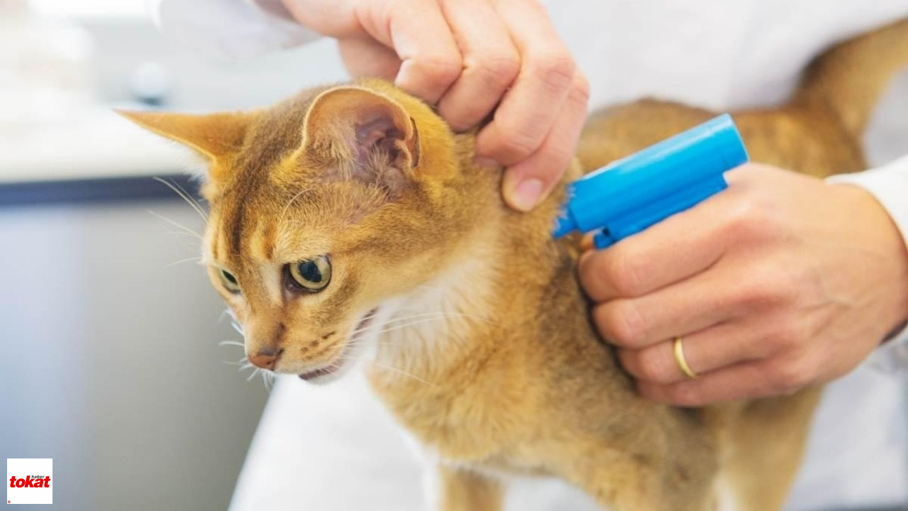 Kedi Mikroçipi Nedir? Ne Zaman Takılmalı? Kedi Mikroçipi ile Kedinizi Bulabilir Misiniz? – Tokat Haberleri – Tokat Son Dakika