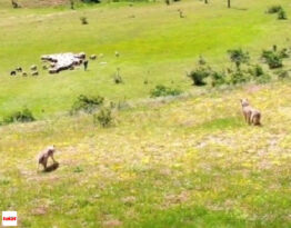 Kurtlar sürüye, dronlu çoban kurtlara pusu attı! – Tokat Haberleri – Tokat Son Dakika