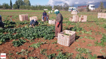 Tokat’ta Ispanak Hasadı Başladı: Tarlada Kilogramı 15 lira – Tokat Haberleri – Tokat Son Dakika