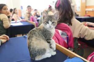 Amasya’da kedi ‘Karamel’ sınıfın parçası haline geldi – Tokat Haberleri – Tokat Son Dakika