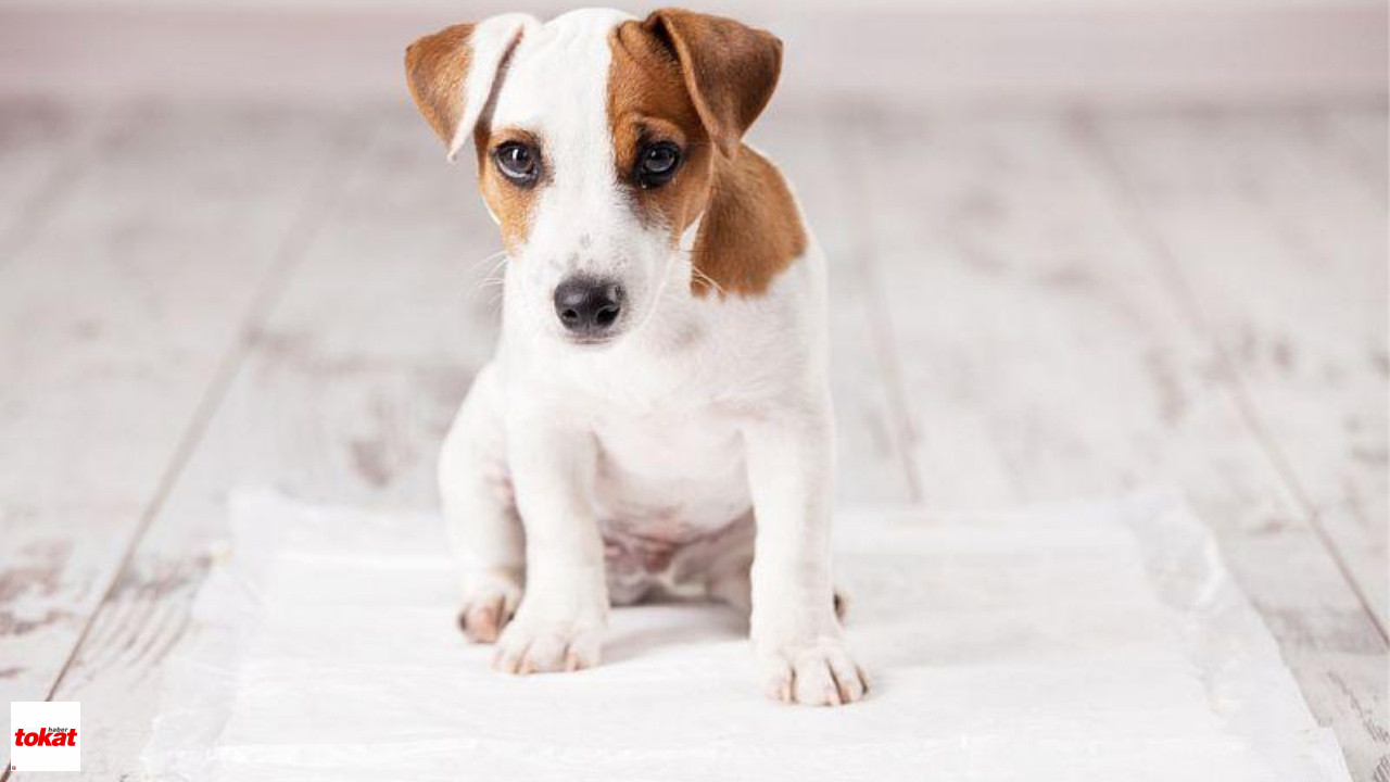 Köpeğinizin Ev İçinde İdrar Etmesini Nasıl Önlersiniz? Uzman Tavsiyeleri ve Etkili Çözümler! – Tokat Haberleri – Tokat Son Dakika