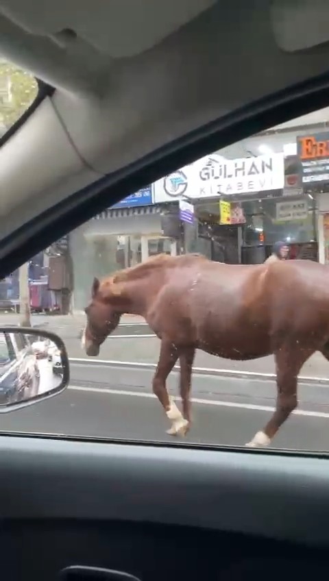 Sokaklarda gezen başıboş atlar şaşkınlığa sebep oldu – Tokat Haberleri – Tokat Son Dakika